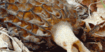 Home - Edible mushrooms and herbal mushrooms