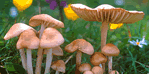 Edible Mushrooms and Herbal Mushrooms