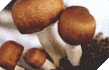Brazil Mushrooms (Agaricuse Blaize) Brazil Mushrooms (Agaricuse Blaize)