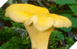 Chantrelles Mushrooms (Cantharellus Cibarius)