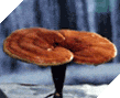 Reishi Mushroom (Ganoderma Lucidum)