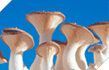 Boletus of the Steppes (Pleurotus Eryngii)